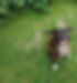 Dog Walking Services _ K9 Ramblers _ Bea's Pet Services _ The Pack Leader _ Dog walking Adventures _ Birtley | Washington | Chester Le Street | Houghton Le Street | Chilton Moor | Herrington
