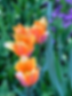 IMG_7777.HEIC
