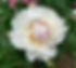 Peony white_edited.jpg