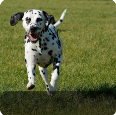 dalmata.png