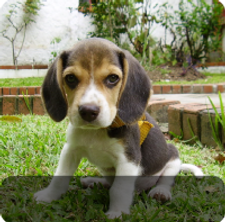BEAGLE.png