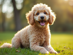 Top Military Discount Poodles Available in Ohio