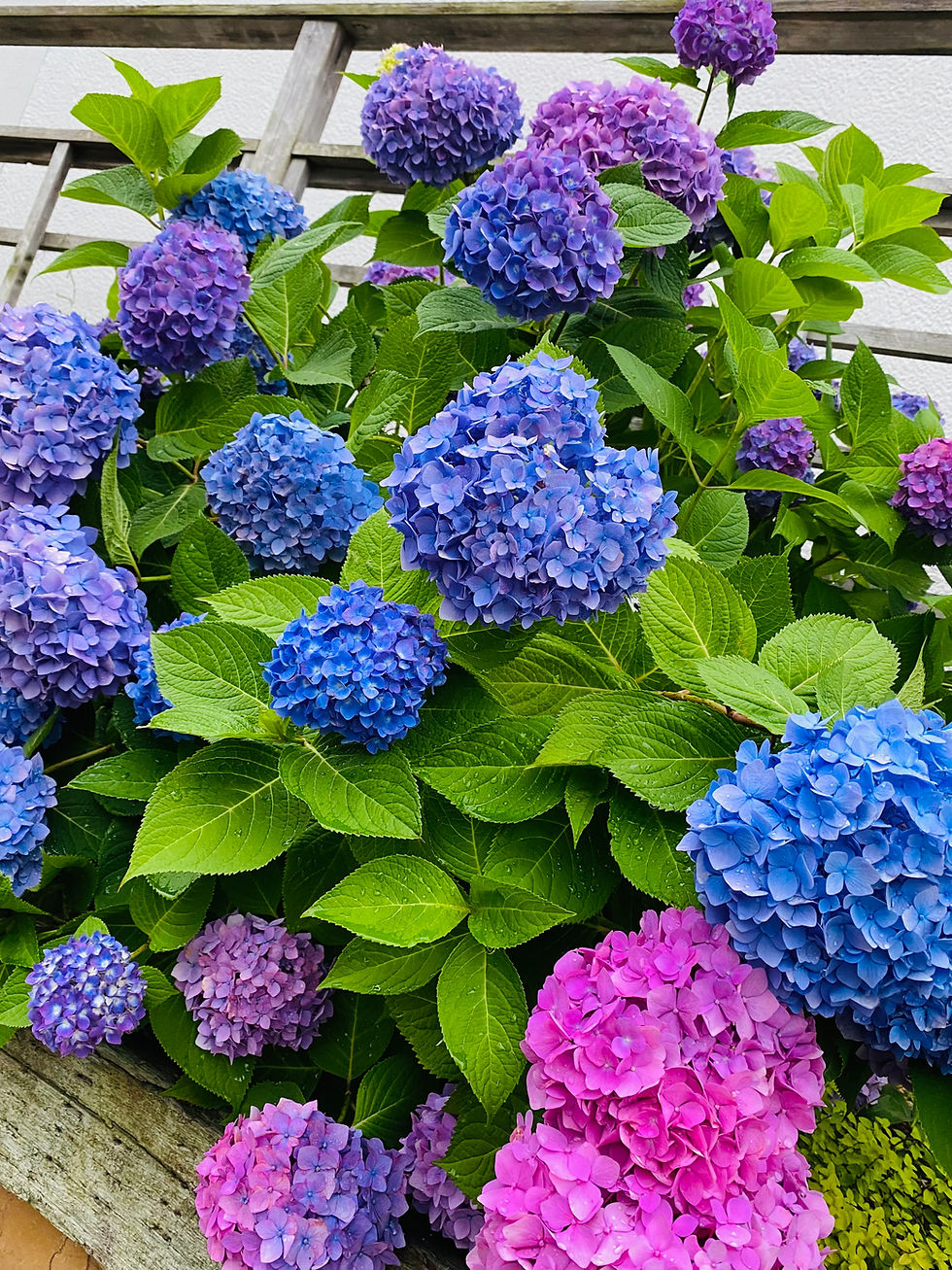 iStock-1455422281.jpg