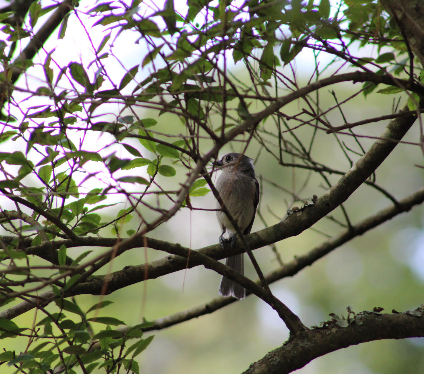 Home The Emory House Bed and Breakfast in Emory VA