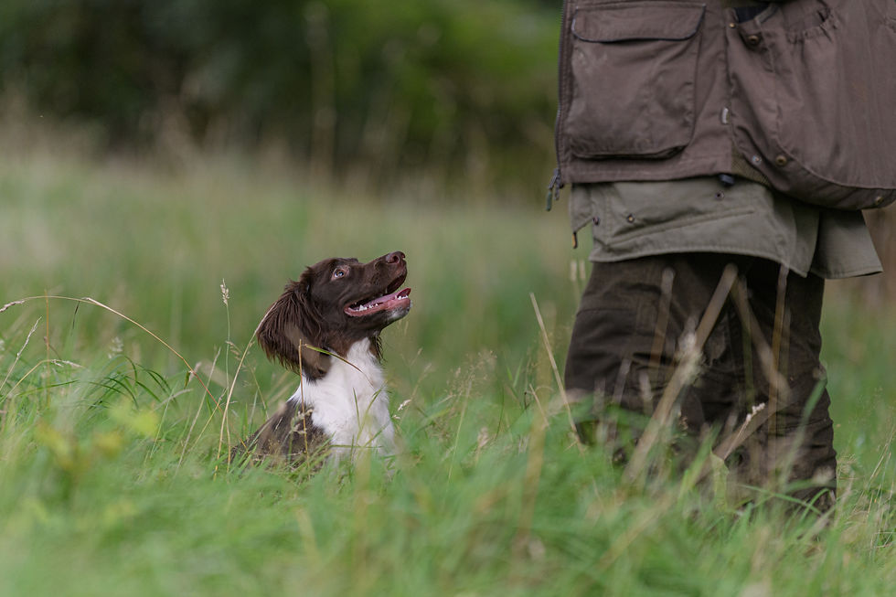 Introduction to hunting and stop whistle