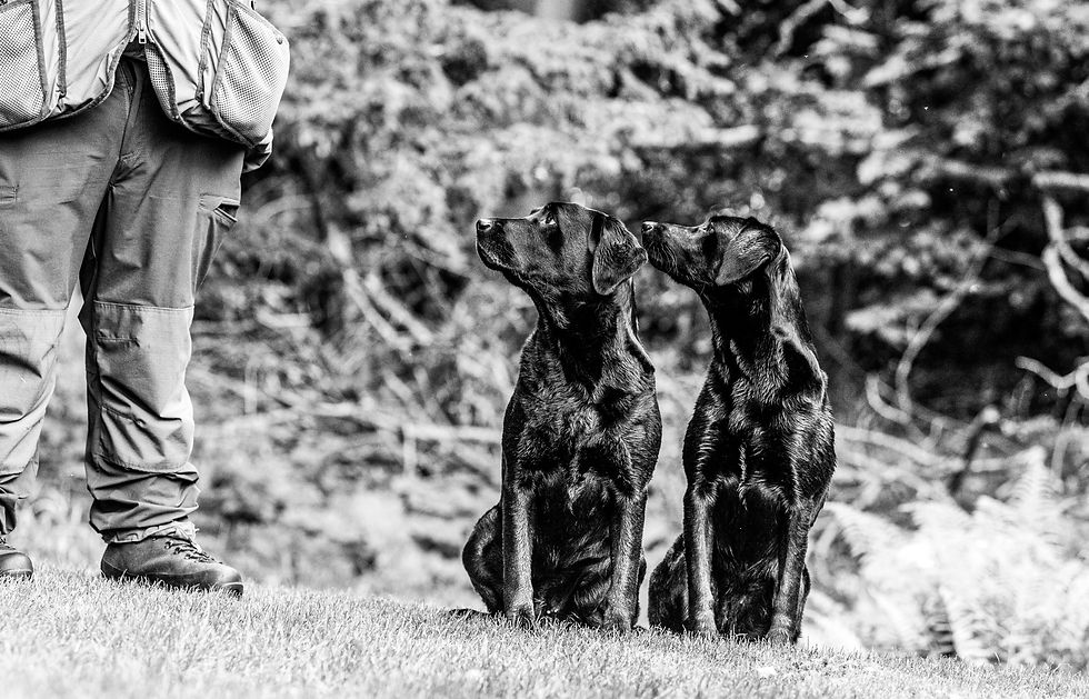 Advanced Distance Handling - Retrievers