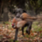 Driven Shoot Training Day