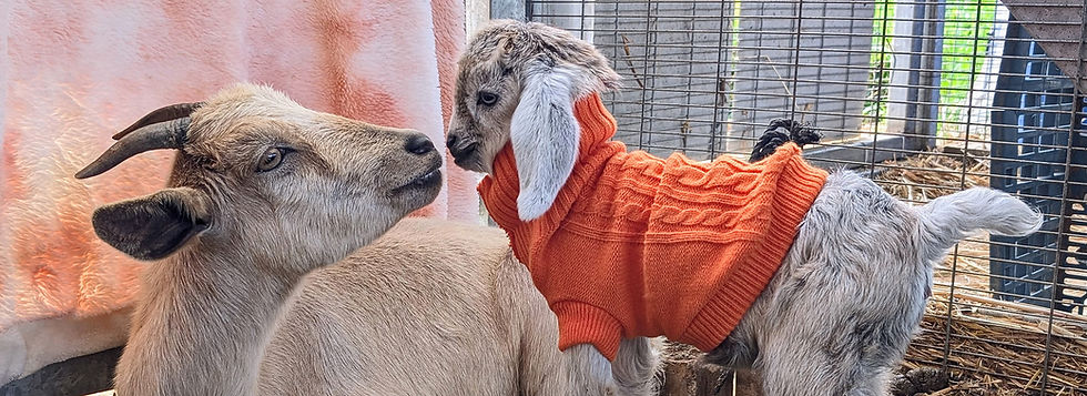 WhatsApp Image 2025-02-20 at 15.25.38_54803478