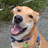 Reactive dog practicing engage and disengage with triggers to stay under threshold