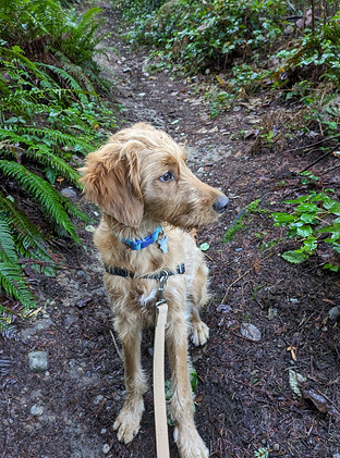 Practicing Leash Reactivity Counter Conditioning during Day Training