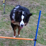 Backyard agility is great for extra enrichment