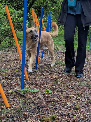 Backyard Agility Training for Enrichment