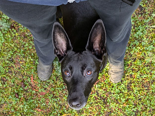 Training In the Middle as a mobile stationing behavior for security for fear based reactivity