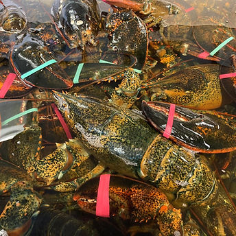 Lobsters.jpg