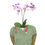 Thumbnail: Doctor Orchid DVM Veterinarian Sticker