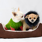 Chihuahuas in Sweaters