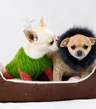 historia da adventurypets