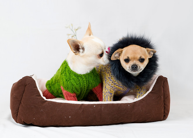 dogs in sweater