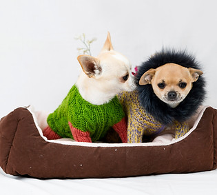dogs in sweater
