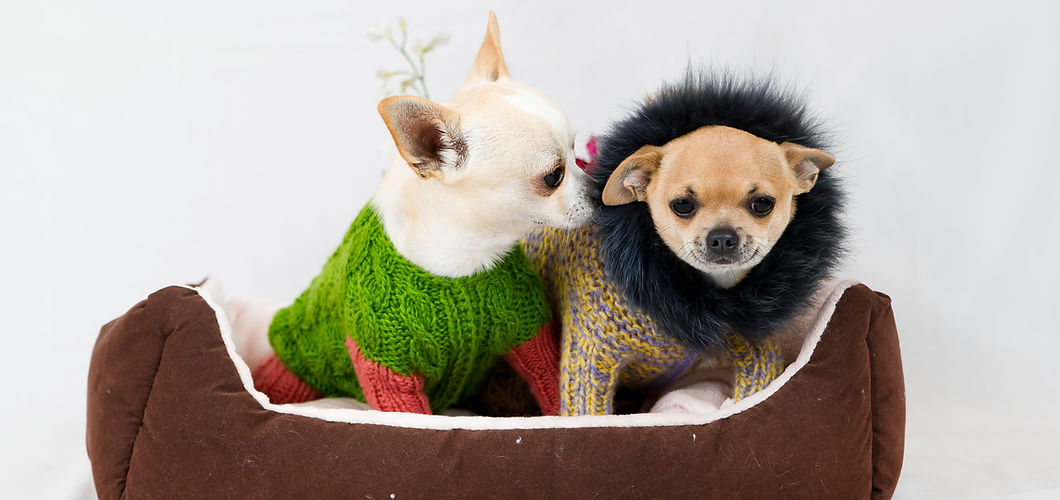 dogs in sweater