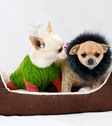 セーターを着たチワワ