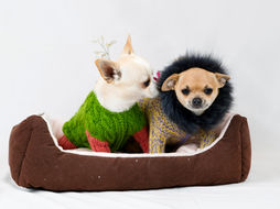 perros