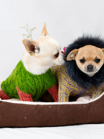 Dogs sitting in a basket with jackets on! 