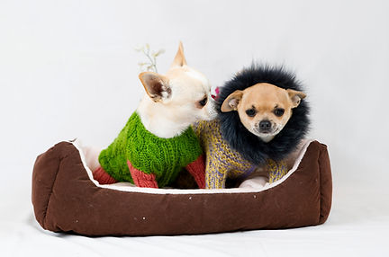 dogs in sweater