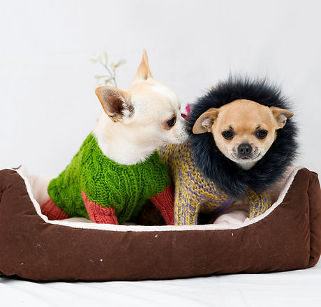 dogs in sweater