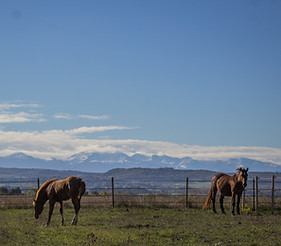 chevaux