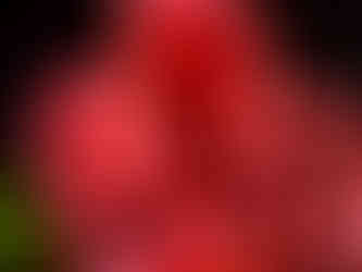 Mac's Club Deuce Anthony Bourdain No Reservations South Florida