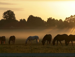 Gainesway.com Reimagined...
