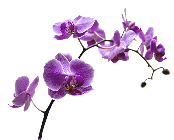 Association Renaissance Romontoise