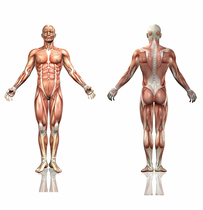 reflexology myofacial release randburg.PNG