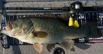 international bass fishing guide service charter biwa lake japan big bass biwa lake c2c swimbait fishing