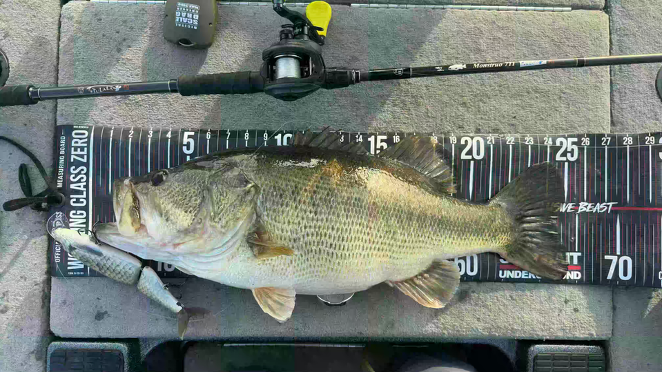 international bass fishing guide service charter biwa lake japan big bass biwa lake c2c swimbait fishing