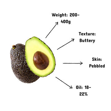 Avocado Variety 1