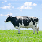 牧場の牛の写真