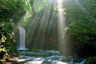 小川と木洩れ日