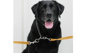 Tethered dog waiting for a bath