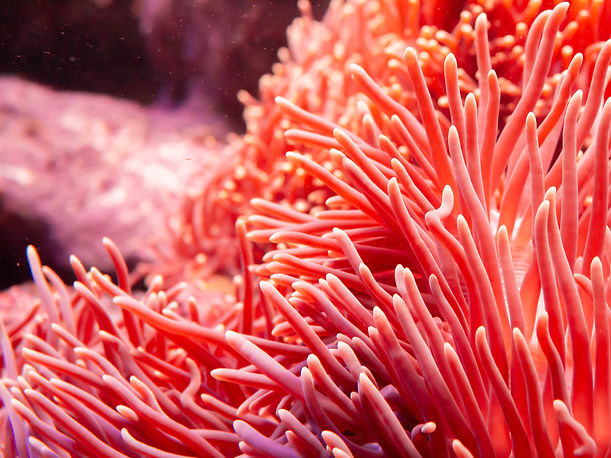 PRMO_Coral.reeds_.7.22.2.jpg
