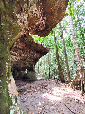 Jungle Walking and Caves Tours in Amazon Brazil.jpg