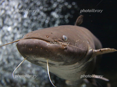 ウナギ味のナマズ