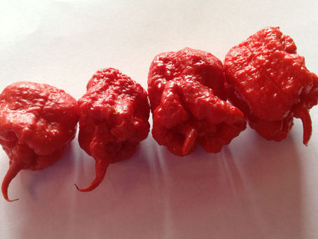 唐辛子のチャンピオン