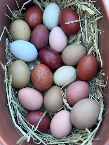 eggs 8.jpeg