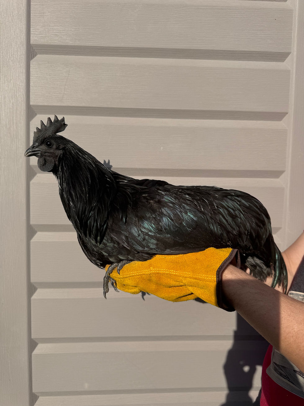 Thumbnail: Ayam Cemani Hatching Eggs