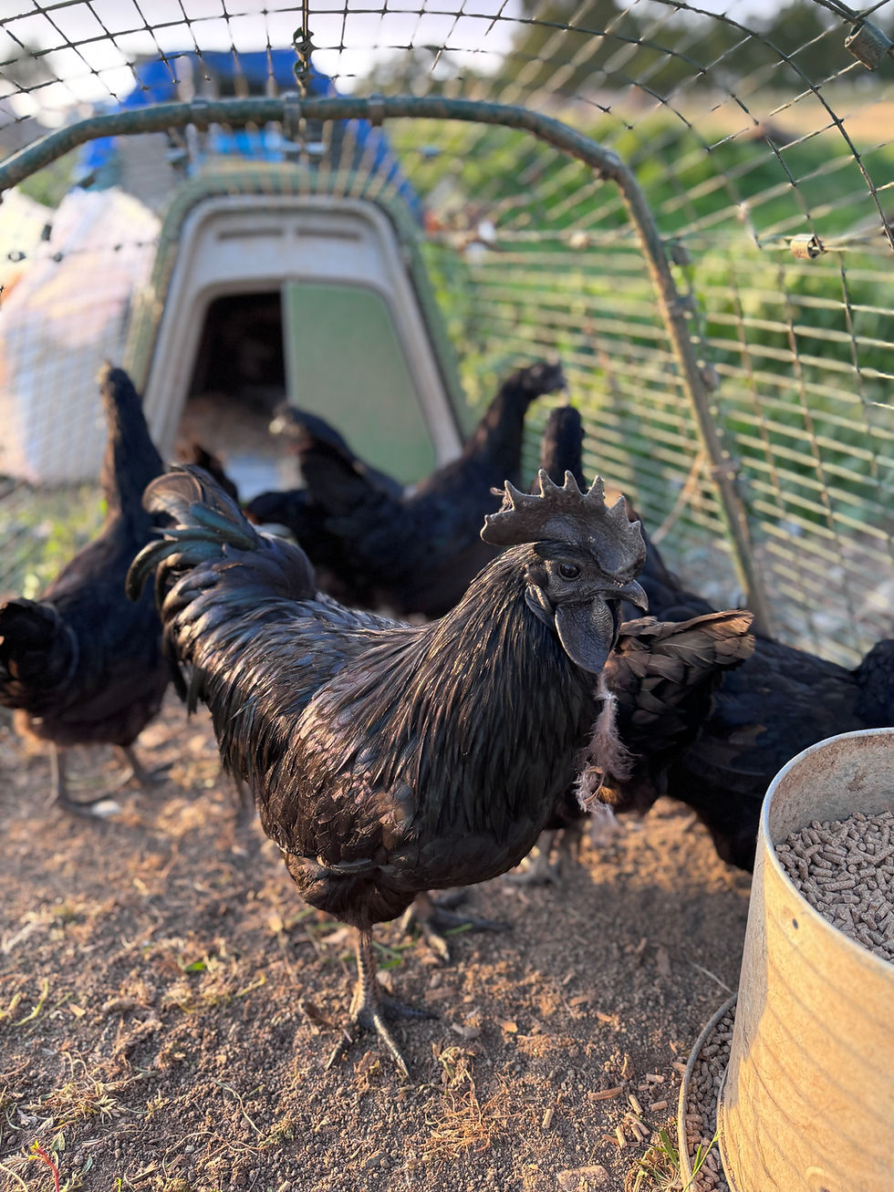 Thumbnail: Ayam Cemani Chicks - LOCAL PICK UP ONLY