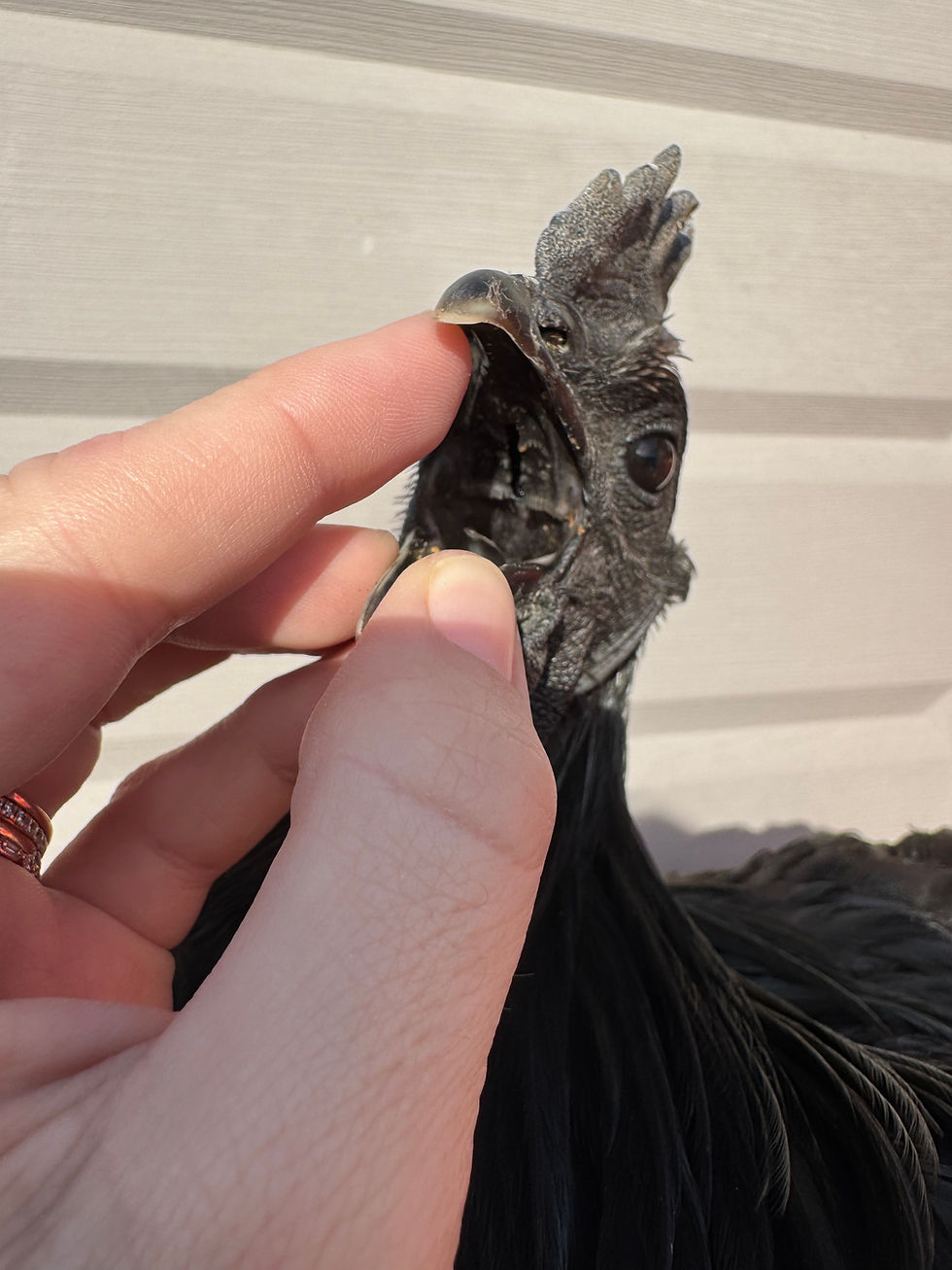 Thumbnail: Ayam Cemani Hatching Eggs