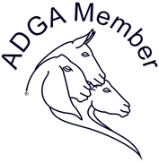 adga member.png