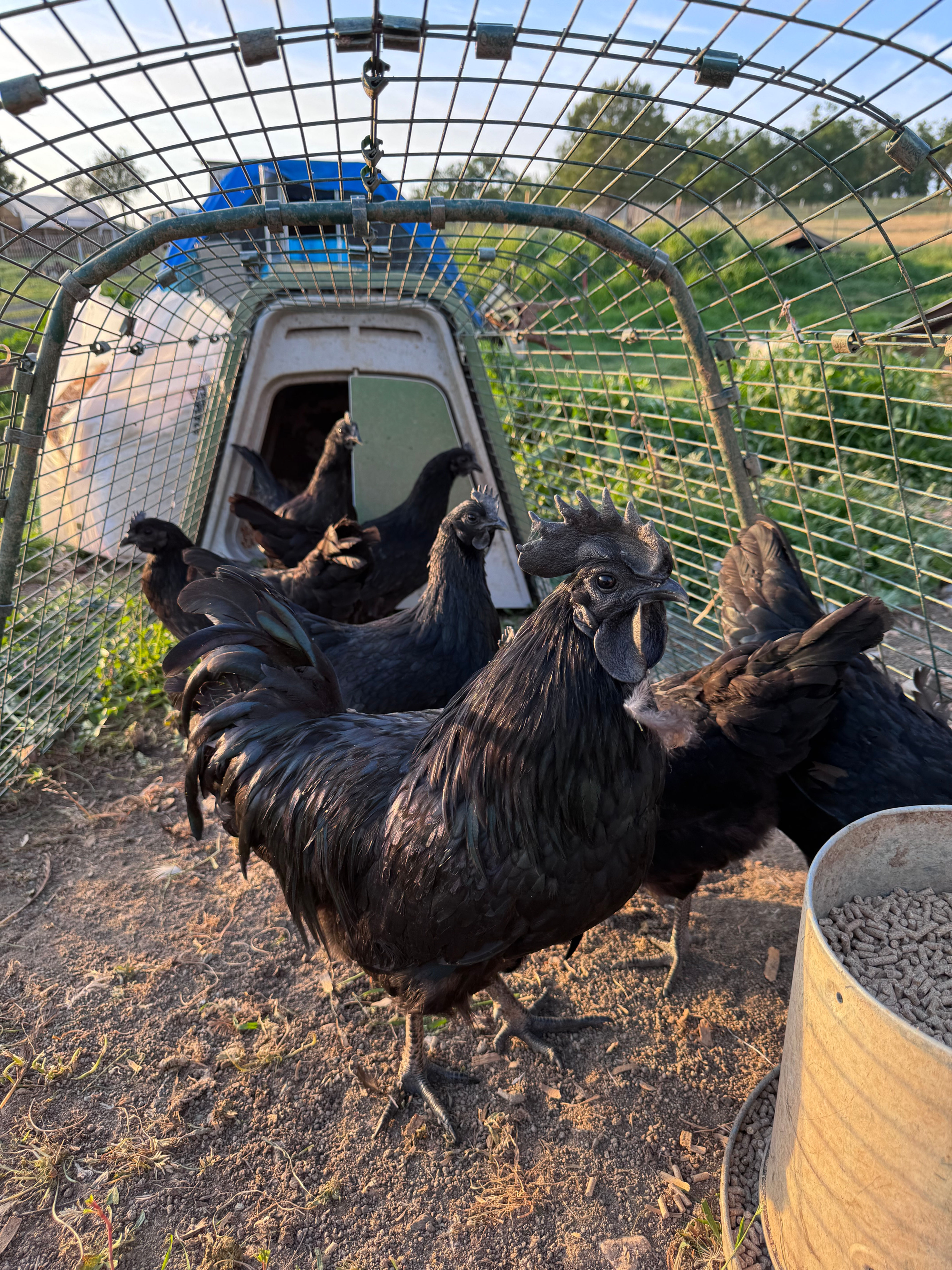 Ayam Cemani Hatching Eggs